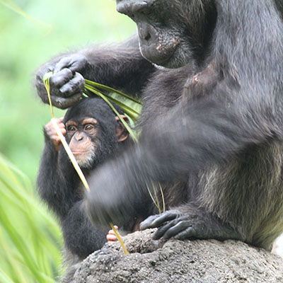 chimpanzés